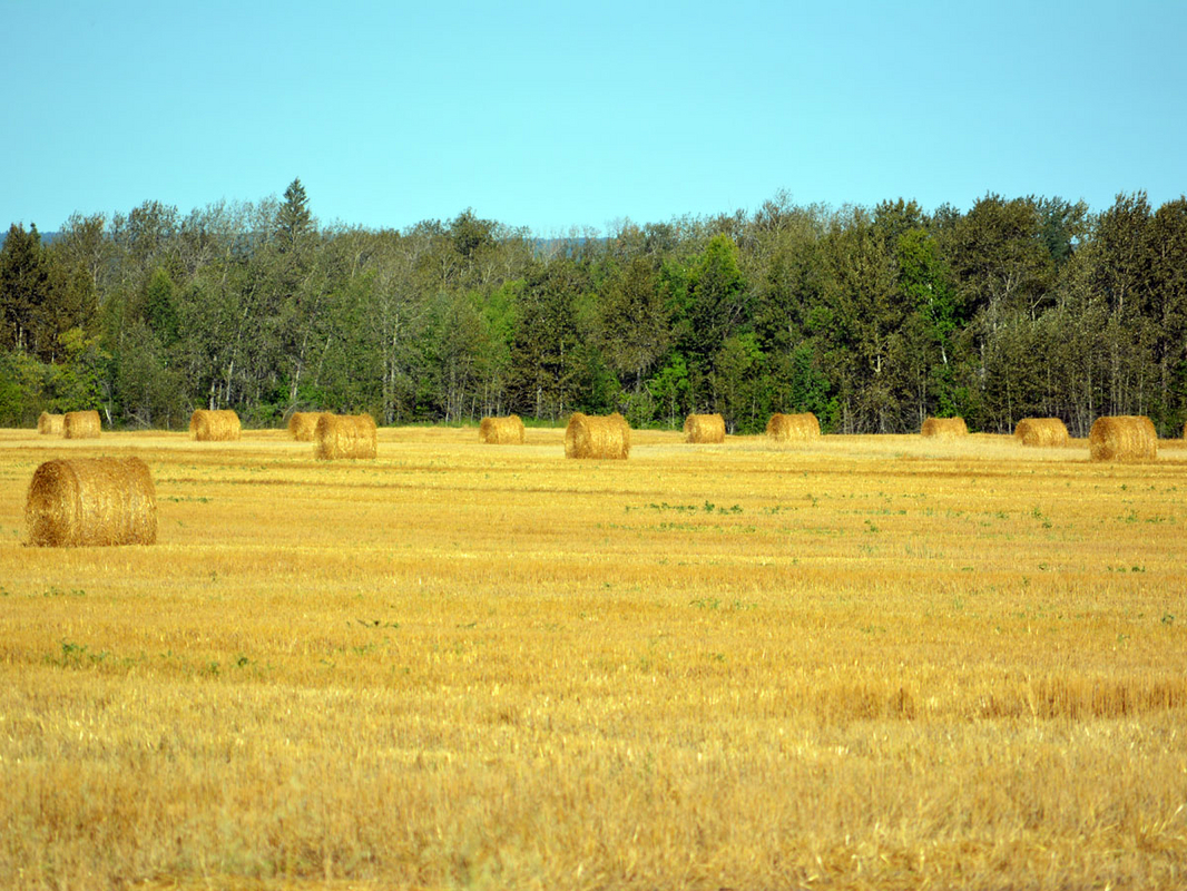DSC_0710.JPG