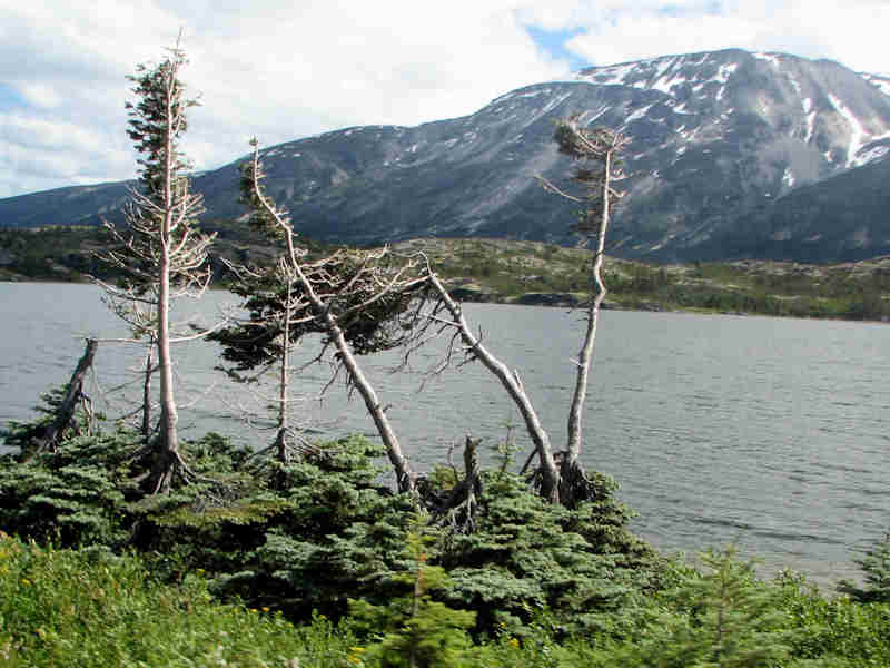 Windblown trees, small gauge train from Whitehorse to Skagway
