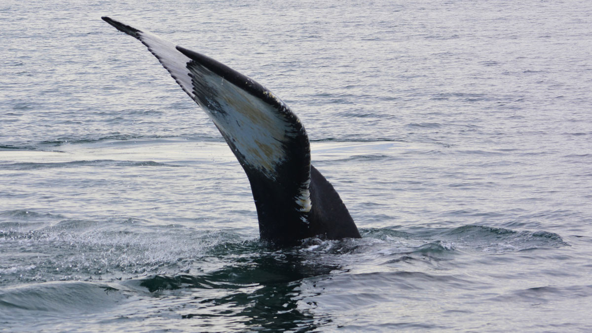 Whales_DSC0657.jpg