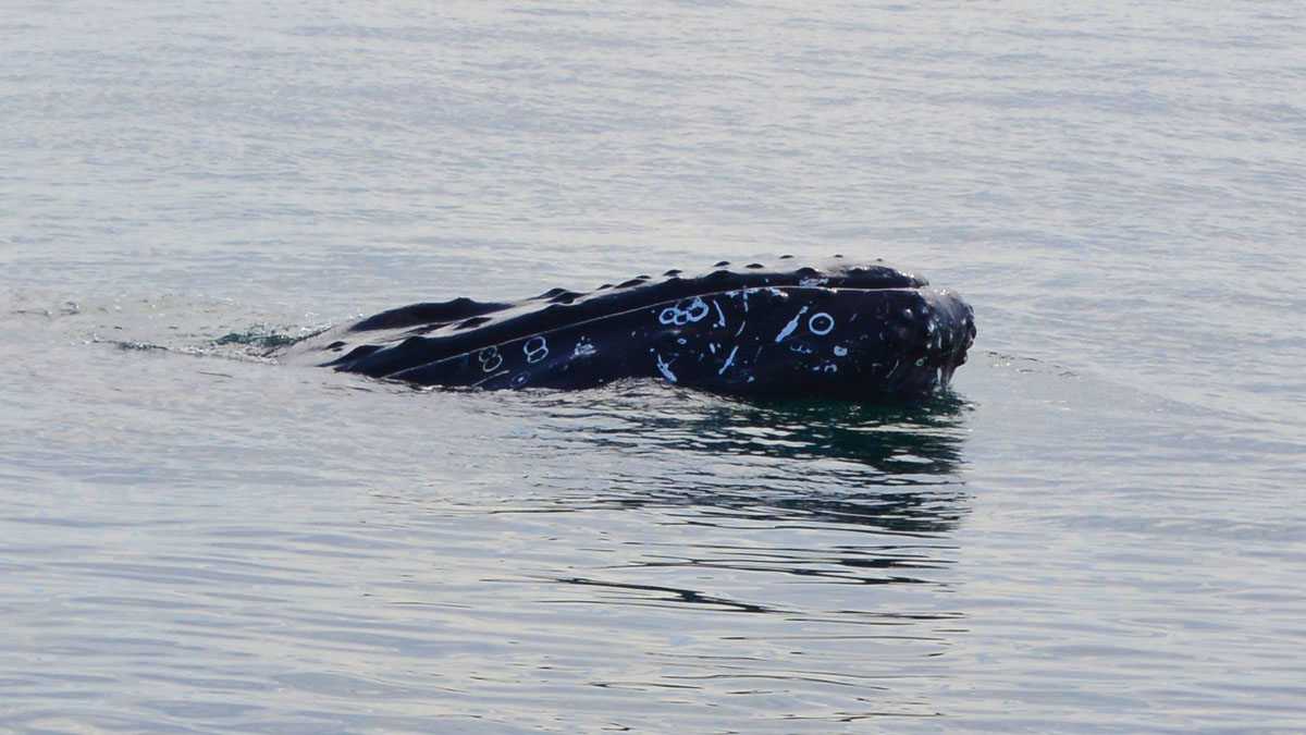 Whales_DSC0815.jpg