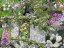 Arctic_Flora.jpg