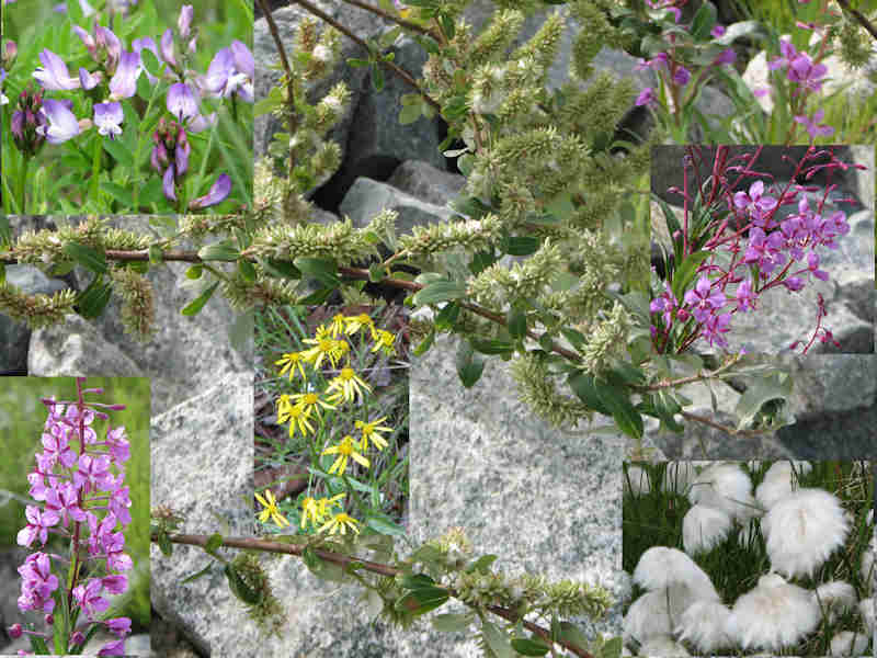 Arctic_Flora.jpg