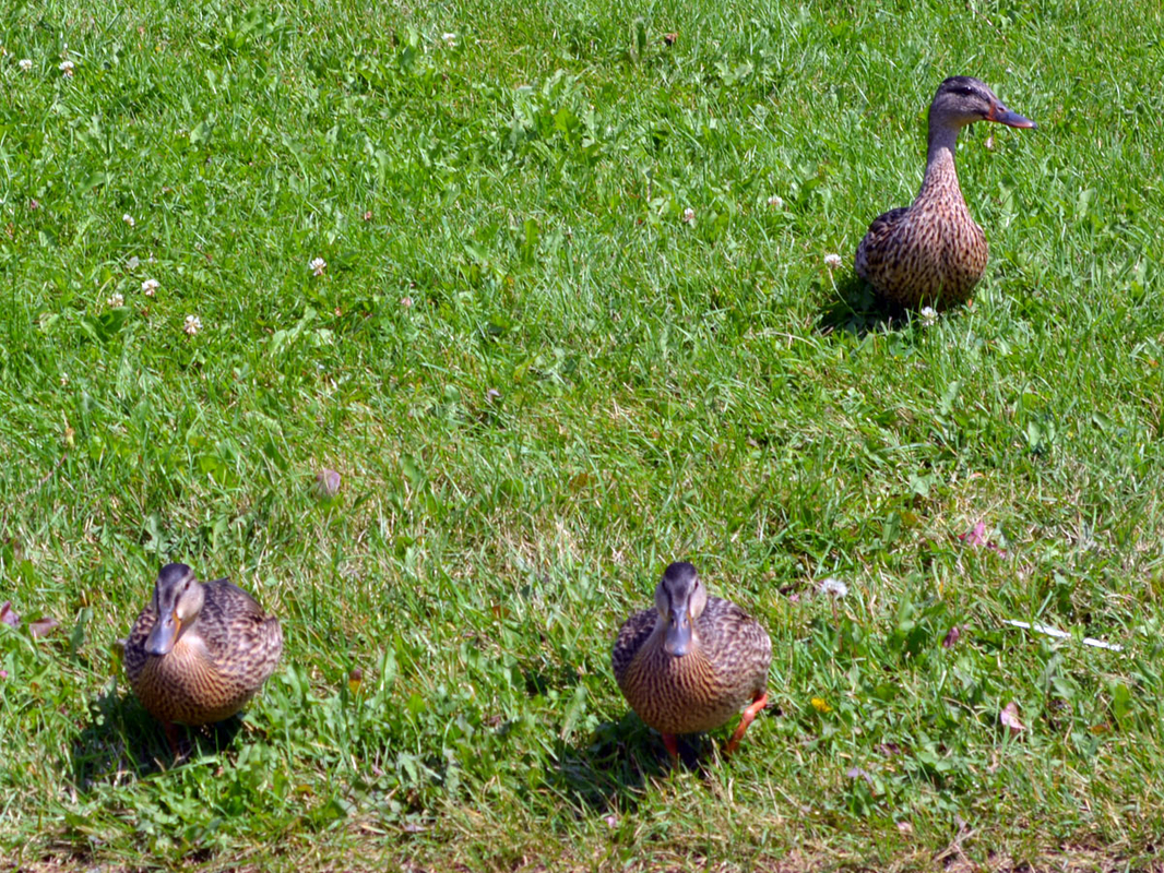 DSC_0259.jpg