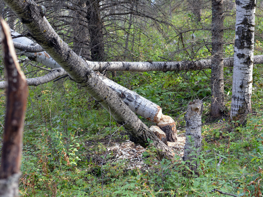 DSC_0753.JPG