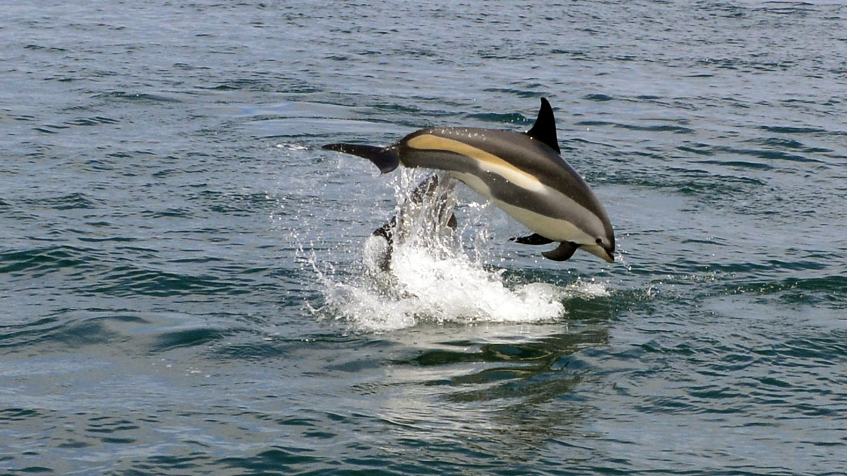 Dolphins_DSC0846.jpg