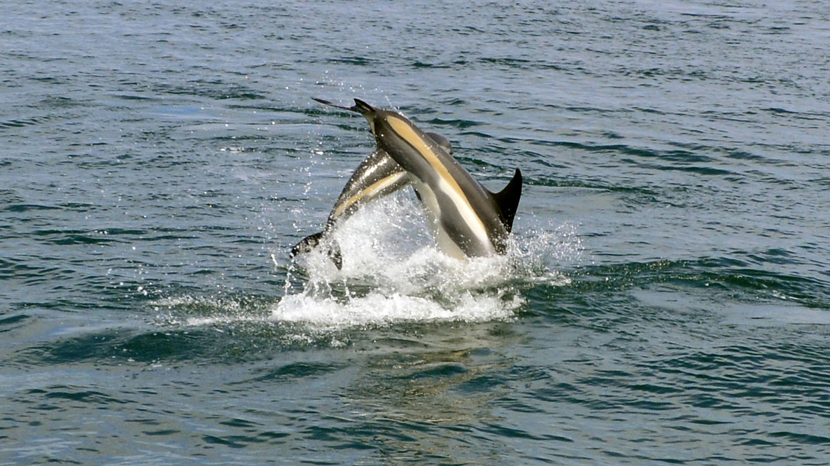 Dolphins_DSC0847.jpg