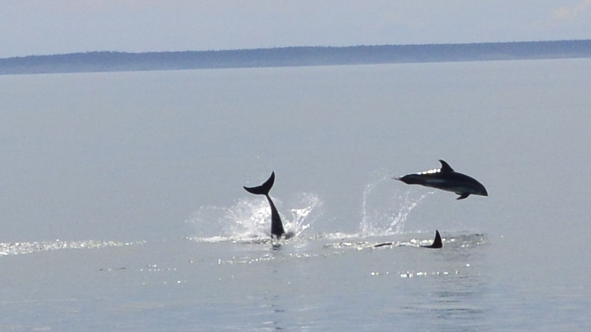 Dolphins_DSC0861.jpg
