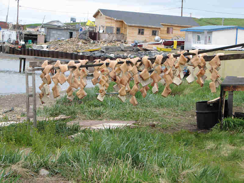 Tuktoyaktuk, Muktuk (Whale Blubber) Drying

