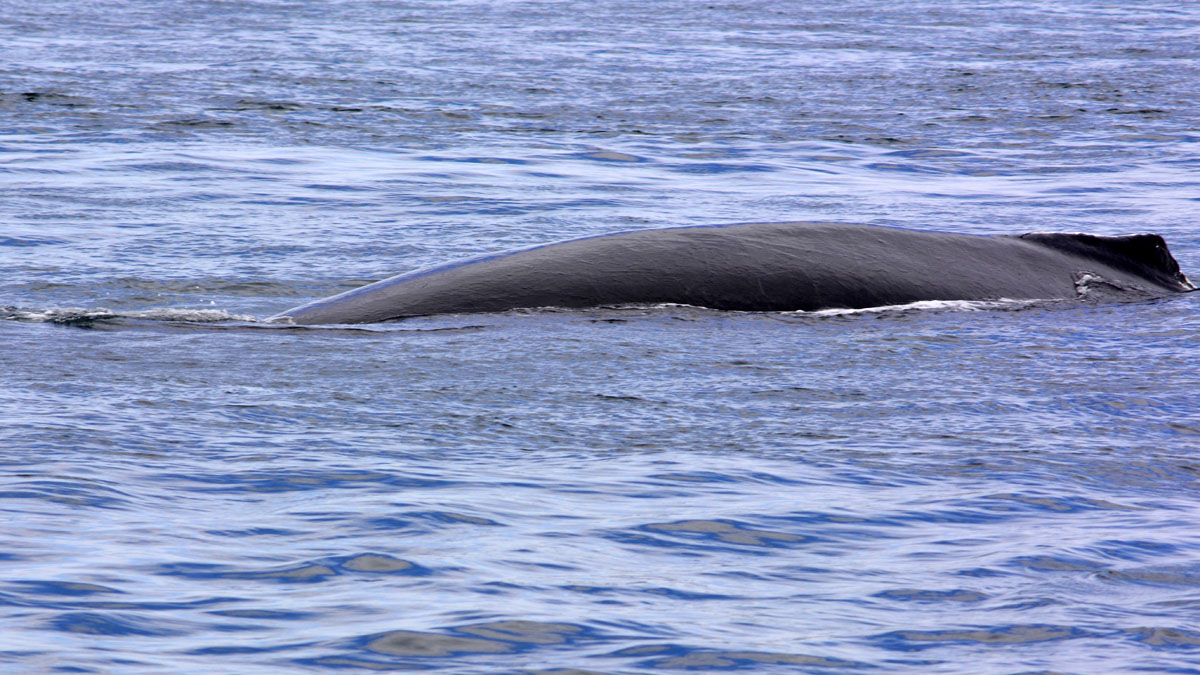 Whales_DSC0275.jpg