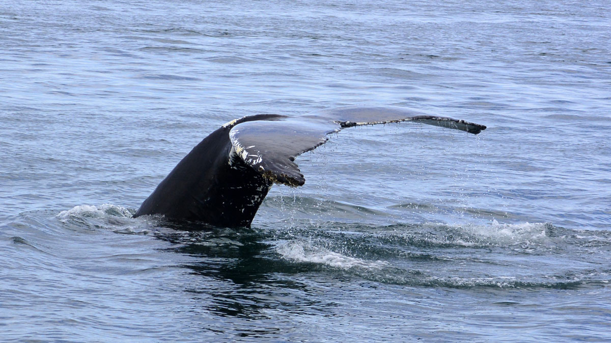 Whales_DSC0437.jpg
