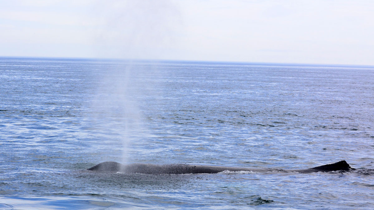 Whales_DSC0447.jpg