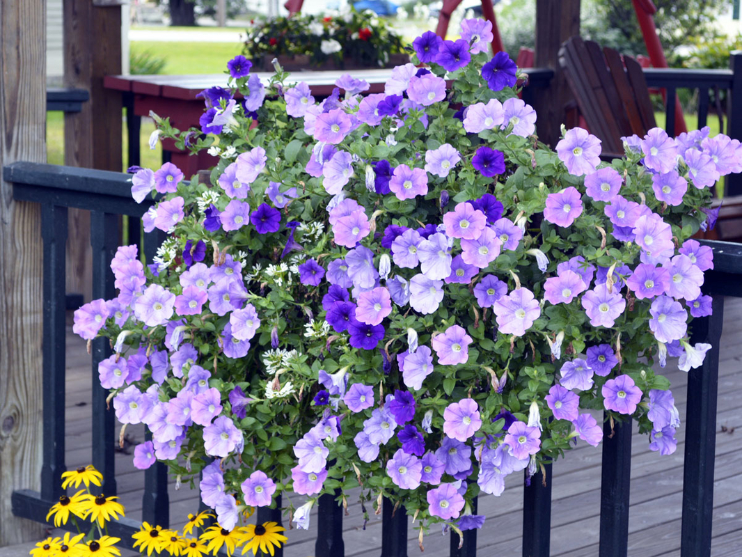 Grandview_Wintery2C_Waterbury__DSC5269.jpg