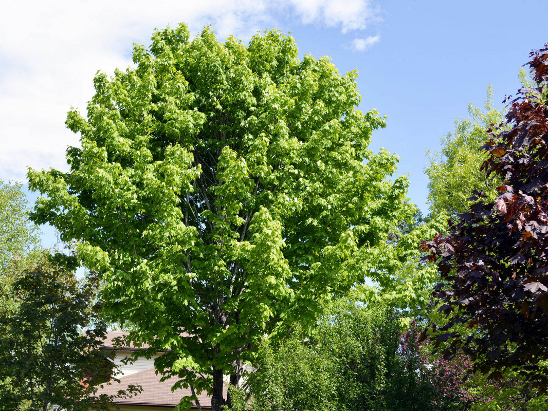_DSC3605.jpg