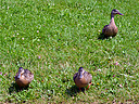 DSC_0259.jpg