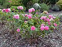 DSC_0838.JPG