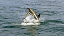 Dolphins_DSC0847.jpg