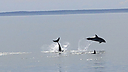 Dolphins_DSC0861.jpg