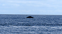 P1000614.jpg