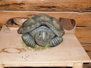 P1000915_800x600.JPG