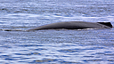 Whales_DSC0275.jpg