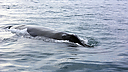 Whales_DSC0386.jpg