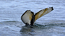 Whales_DSC0442.jpg