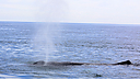 Whales_DSC0447.jpg