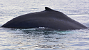 Whales_DSC0653.jpg