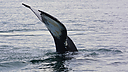 Whales_DSC0657.jpg