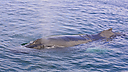Whales_DSC0730.jpg