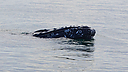 Whales_DSC0815.jpg