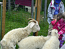 Filename=_DSC0998.jpg
Filesize=342KiB
Dimensions=1200x900
Date added=Jun 07, 2016 _DSC0998.jpg