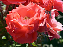 _DSC3189.jpg