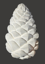 _DSC4559a_with_background.jpg