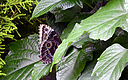 _DSC8404.jpg